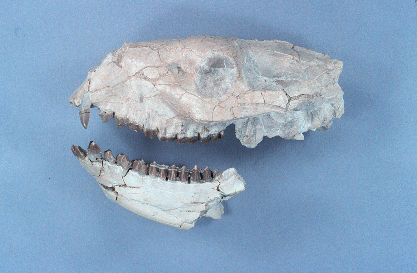 Merycoidodon Culbertsoni